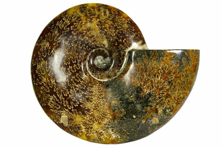 Polished, Agatized Ammonite (Cleoniceras) - Madagascar #145802